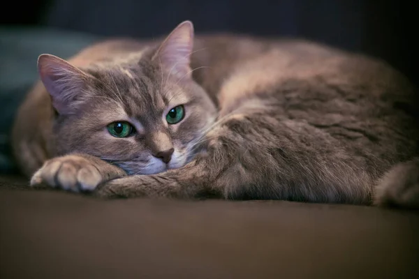 Graue Gestromte Katze Mit Grünen Augen Die Auf Einem Sofa — Stockfoto