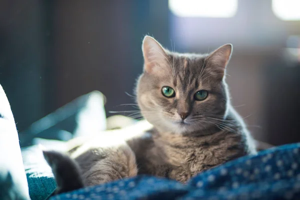 灰胖胖的猫 绿色的眼睛躺在沙发上 姿势可爱可爱 — 图库照片
