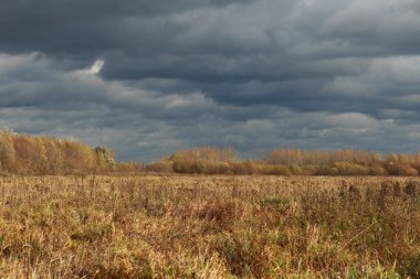 Koyu bulutlu bir gökyüzüne karşı sarı çimlerle kaplı bir sonbahar tarlası manzarası. Tonal perspektifi tersine çevir.