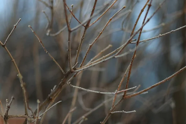 Primo Piano Rami Ricoperti Gelo Una Giornata Invernale Sfondo Sfocato — Foto Stock