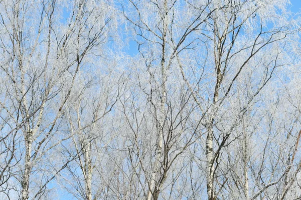 Крупним Планом Замерзлі Березові Гілки Блакитному Небі — стокове фото