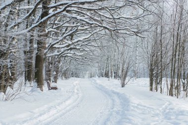 Kış parkındaki karlı patika, bank, ağaçlar, kardaki dallar.