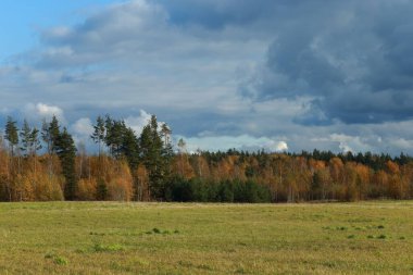 Sıcak bir günde sonbahar manzarası. Çayır, portakal yapraklı ağaçlar ve uzaktaki yeşil çam ağaçları. Güneş ışığı ve bulutlar.