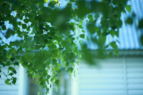 Luminoso Follaje Verde Oscuro Abedul Ventana Casa Fondo —  Fotos de Stock