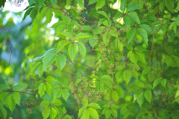 Primer Plano Del Follaje Verde Brillante Paisaje Veraniego Patrones Naturaleza —  Fotos de Stock