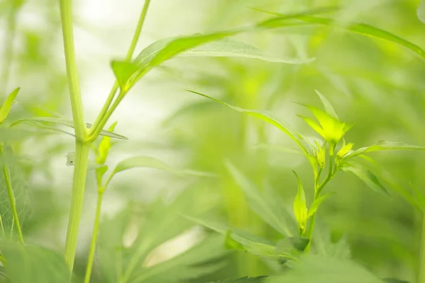 Bright green grass closeup. Sunny summer day. Blurred background, gentle and soft.