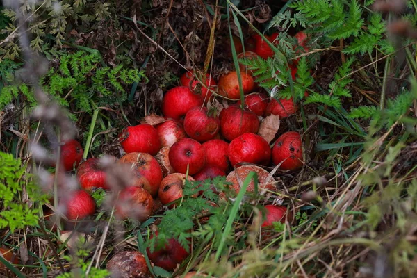 Montón Manzanas Pudriéndose Suelo —  Fotos de Stock