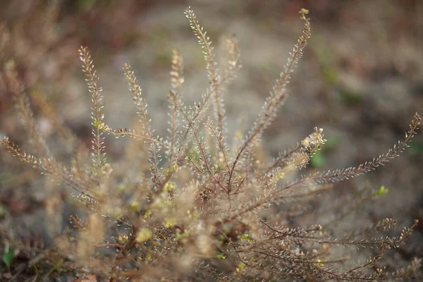 Primer Plano Una Planta Color Marrón Claro Fondo Borroso —  Fotos de Stock