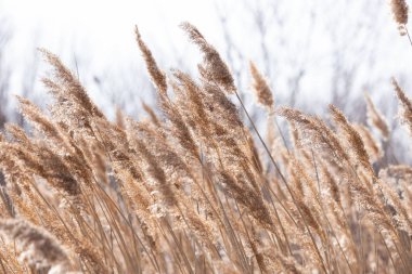 Ontario 'da nehir boyunca büyüyen altın çimenler 