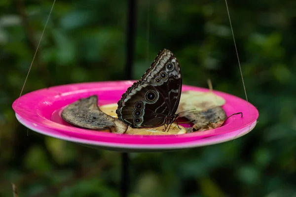 Schmetterling ernährt sich von Obst — Stockfoto