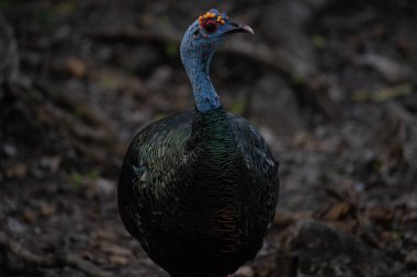 Guatemala ormanında güzel bir Türkiye