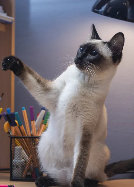 Siyam kedisi oynuyor. 