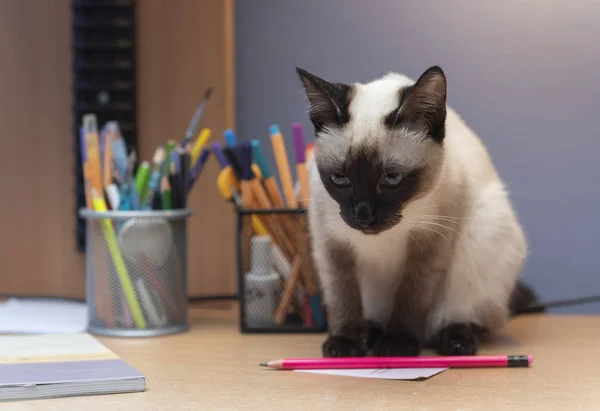 Сиамская кошка играет с ручками — стоковое фото