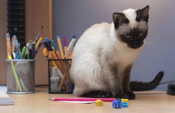 O gato siamês está sentado na mesa — Fotografia de Stock