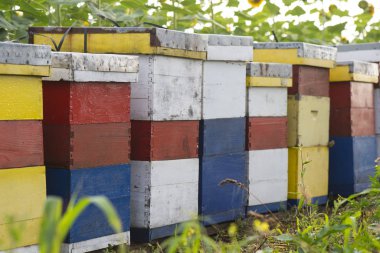 Ayçiçeği tarlasında arı kovanları