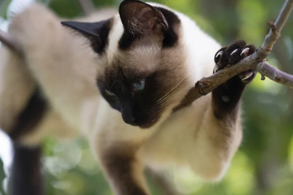 Gatto siamese che si arrampica sull'albero — Foto Stock