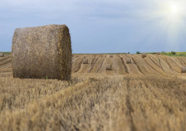 Hay roll bales — Stock Photo, Image
