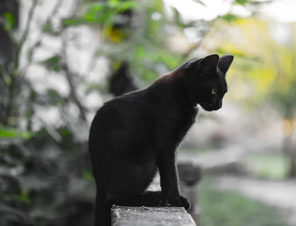 小さな黒い猫 — ストック写真
