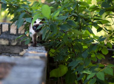 Mavi gözlü Siyam kedisi