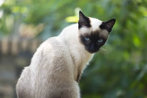 Siamese katt — Stockfoto