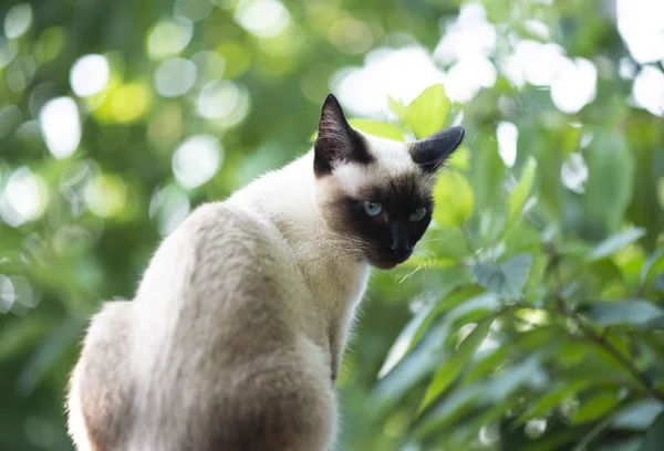 暹罗猫 — 图库照片