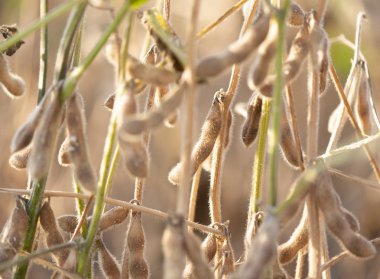 Yakından soya fasulyesi.