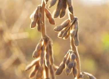 Yakından soya fasulyesi.