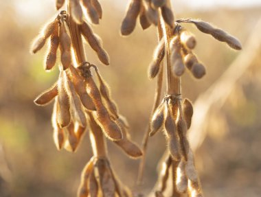 Yakından soya fasulyesi.