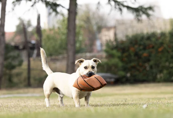 Carino cagnolino — Foto Stock