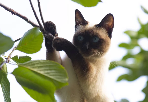 Gatto siamese che si arrampica sull'albero — Foto Stock