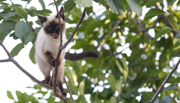 Siamese cat climbing on the tree — Stock Photo, Image