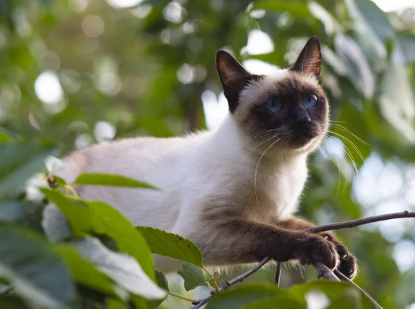 Siamese cat climbing on the tree — Stock Photo, Image