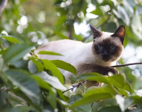 Siamese cat climbing on the tree — Stock Photo, Image
