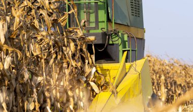 Mısır alanında birleştirmek ile hasat