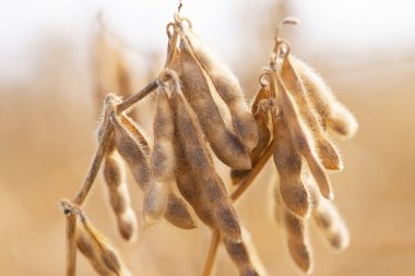 Yakından soya fasulyesi.