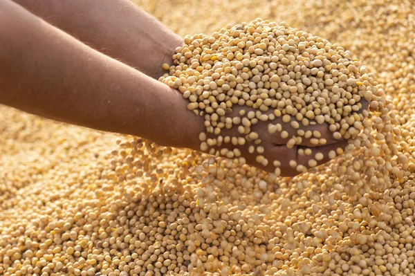 Yakından soya fasulyesi.