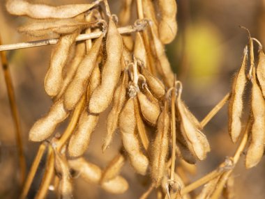 Yakından soya fasulyesi.