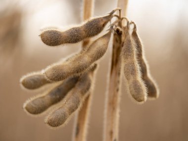 Yakından soya fasulyesi.