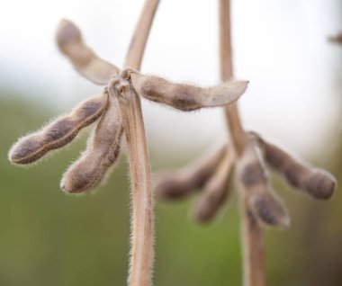 Yakından soya fasulyesi.