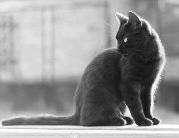 Schwarze Katze — Stockfoto