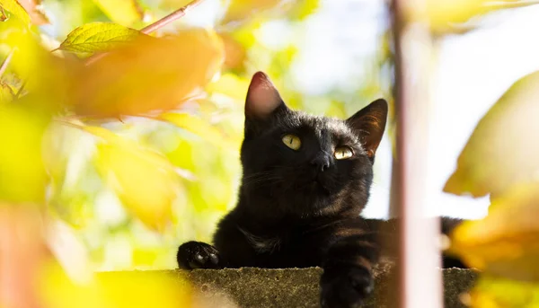 Svart katt — Stockfoto