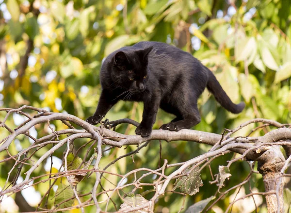 Μαύρη γάτα σκαρφαλώνει στο δέντρο — Φωτογραφία Αρχείου
