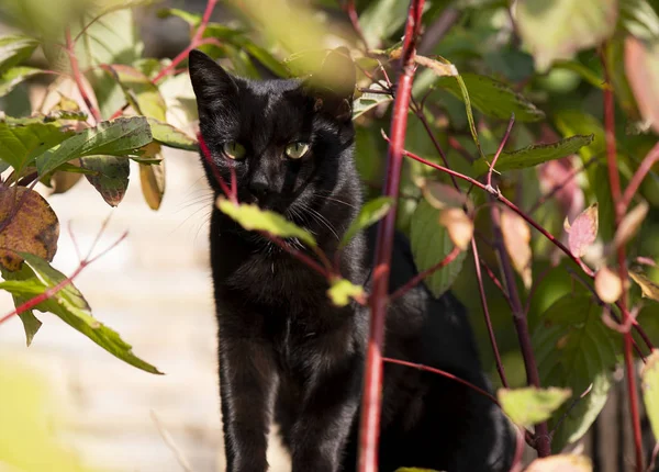Маленький чёрный домашний кот — стоковое фото
