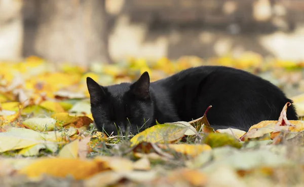 Liten svart katt som sover – stockfoto