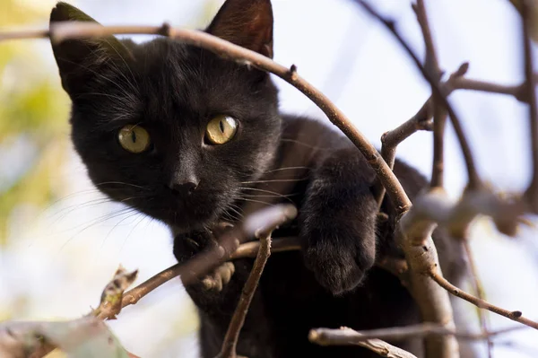 Black cat climbing on the tree — Stockfoto