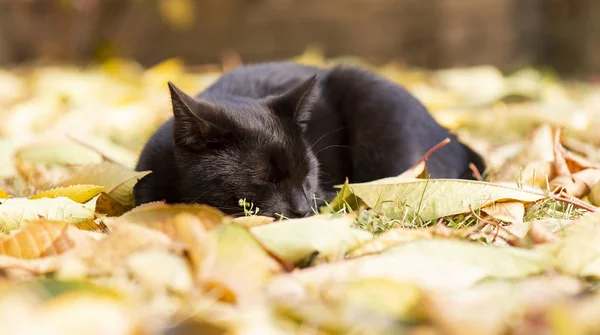 Bichano dorme — Fotografia de Stock