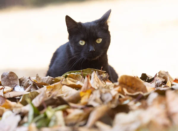 Le petit chat domestique noir — Photo