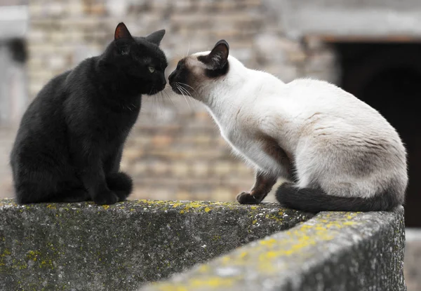 Siamesisk katt och svart katt — Stockfoto
