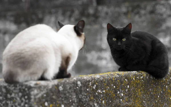 Siamesisk katt och svart katt — Stockfoto