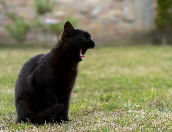 Pisică neagră — Fotografie, imagine de stoc